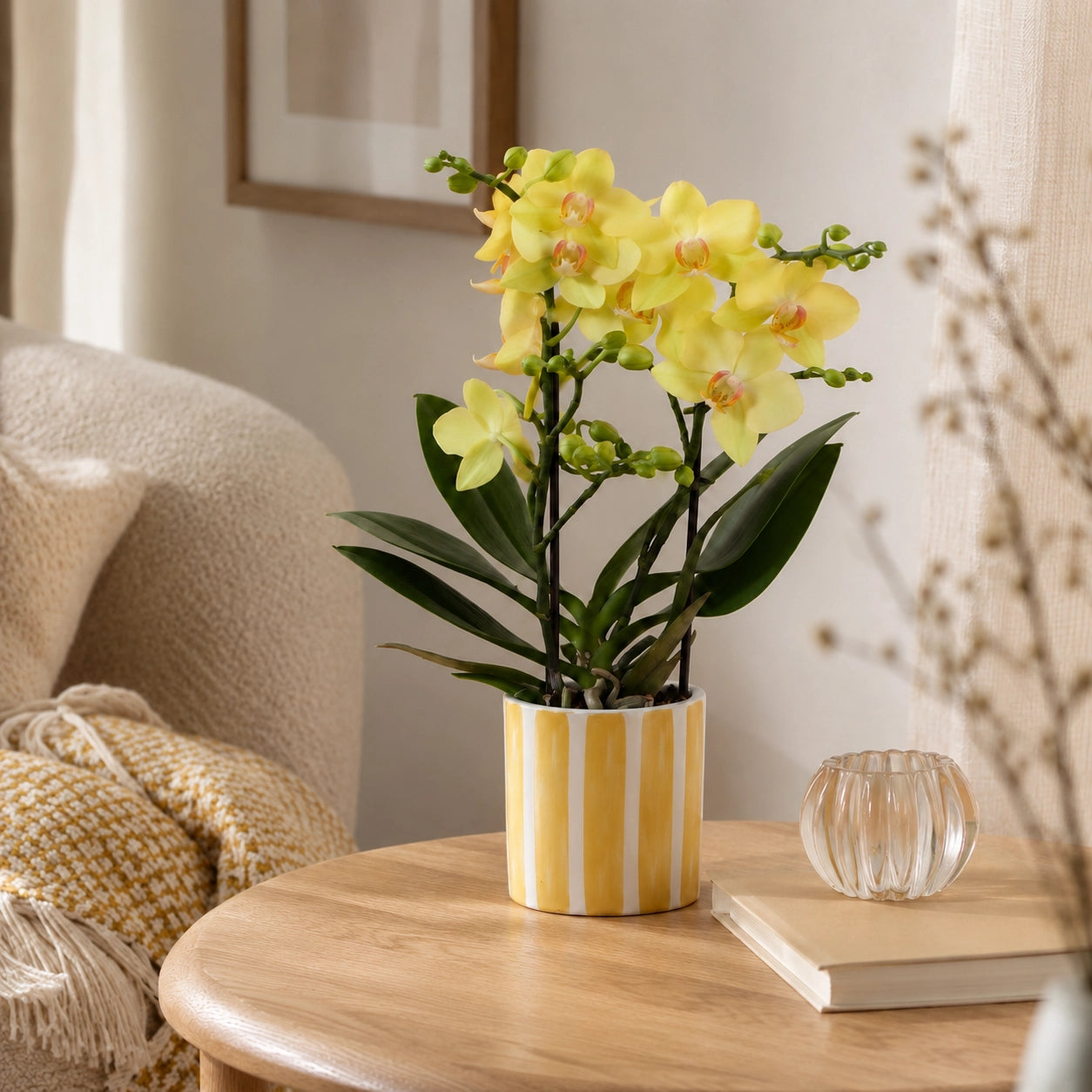 Gele Phalaenopsis orchidee ‘Albenga’ met Painted Stripe sierpot – Ø9 cm