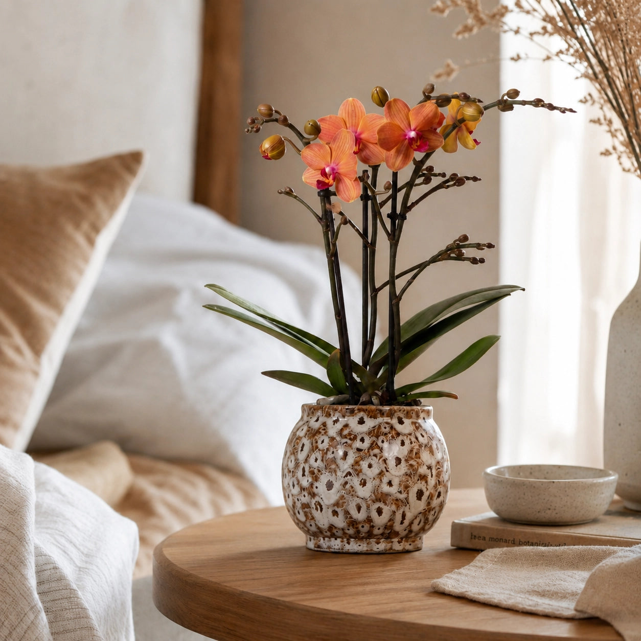 Oranje Phalaenopsis orchidee ‘Bolzano’ met Safari sierpot – Ø9 cm