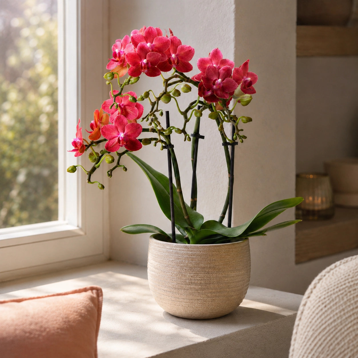 Rode Phalaenopsis orchidee ‘Congo’ – Ø9 cm