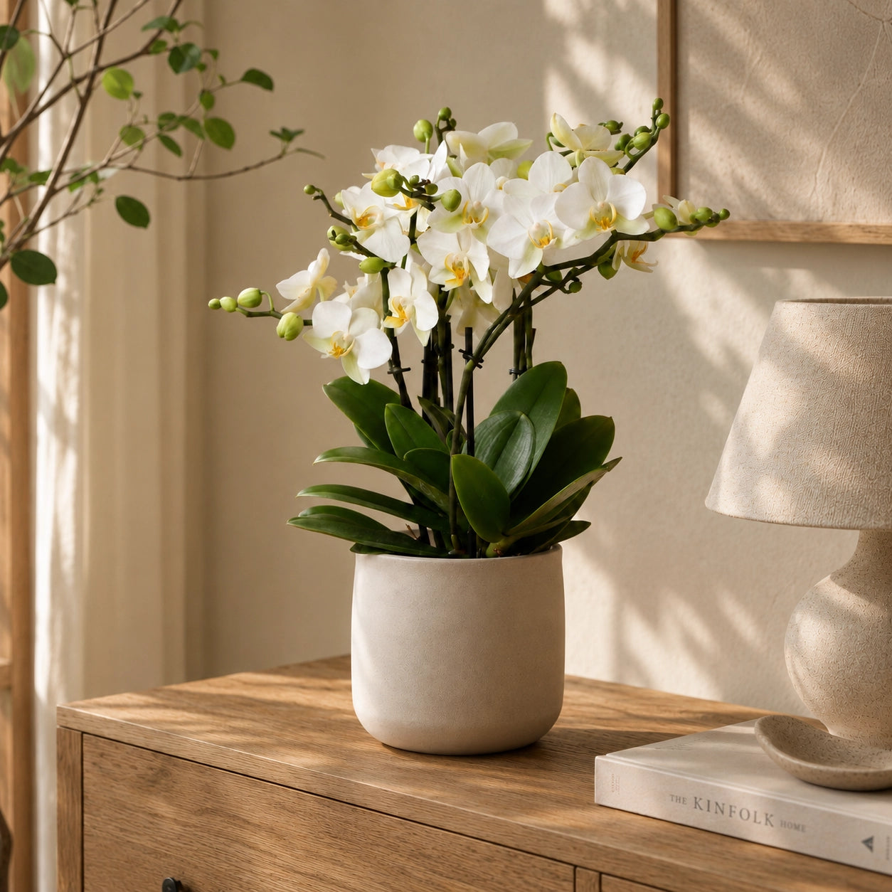 Witte Phalaenopsis orchidee ‘Lausanne’ – Ø12 cm