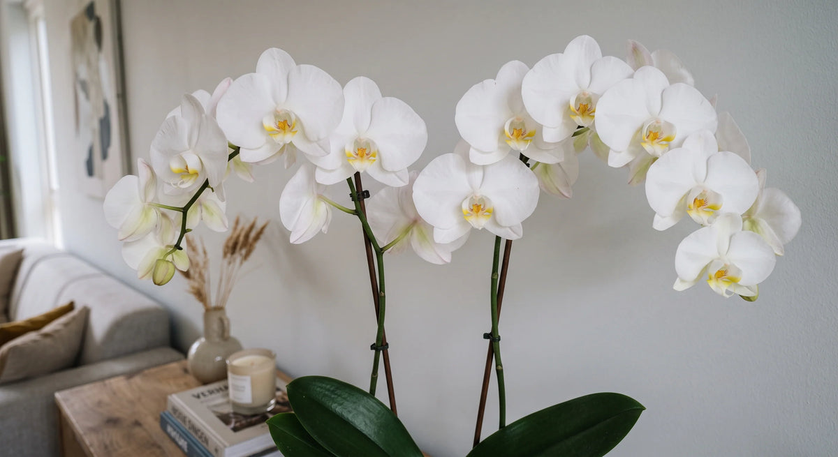 De betekenis van de orchidee