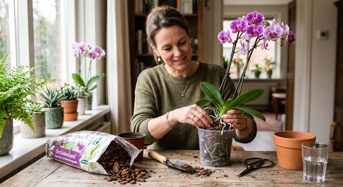 Hoe moet je een orchidee verpotten?
