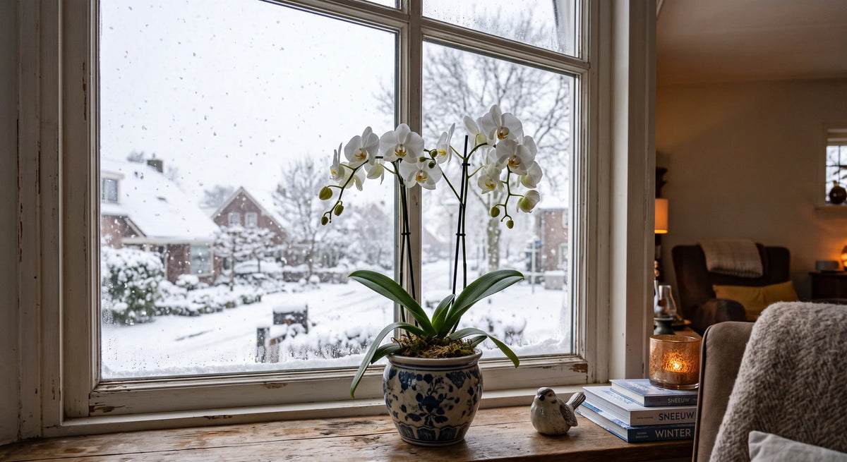 Orchidee in winterslaap: verzorging van een orchidee in de winter