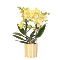 Gele orchideeën
