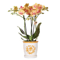 Oranje orchideeën
