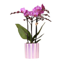 Paarse orchideeën