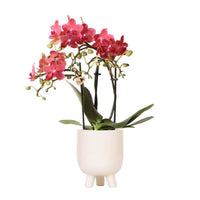 Rode orchideeën