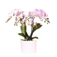 Roze orchideeën