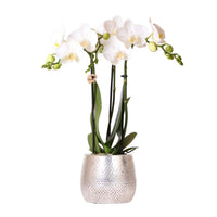 Witte orchideeën