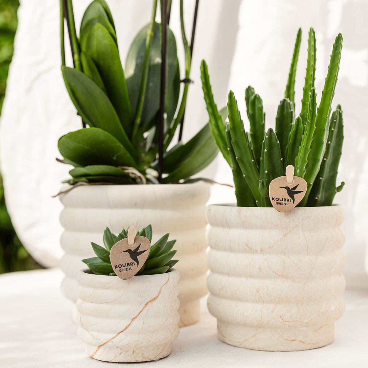 Marble Light bloempot voor orchidee – keramische sierpot Ø12 cm