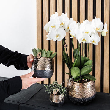 Koperen Elite bloempot voor orchidee – keramische sierpot Ø12 cm
