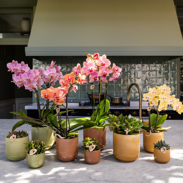 Groene Flare bloempot voor orchidee – keramische sierpot Ø9 cm