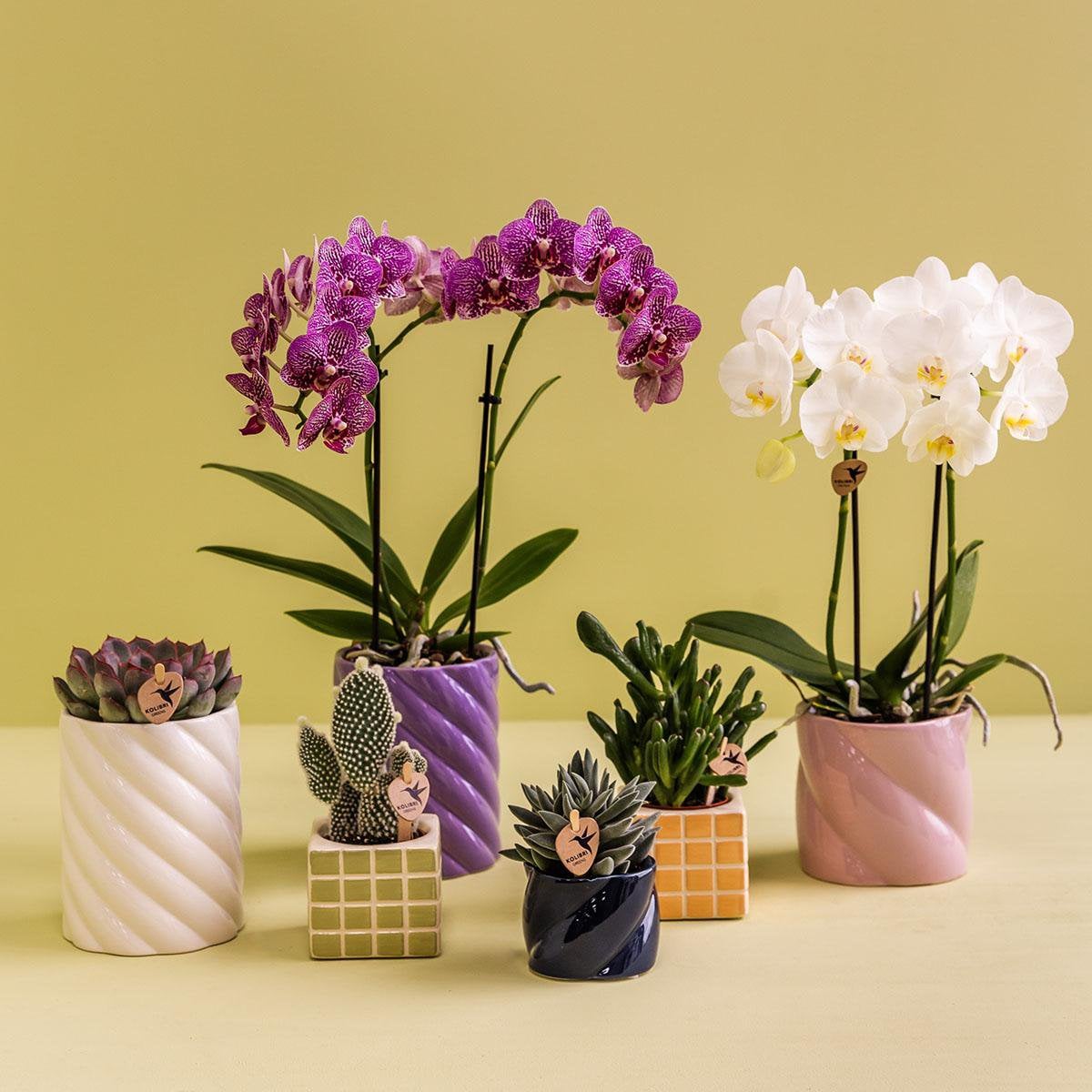 Roze Candy bloempot voor orchidee – keramische sierpot Ø9 cm
