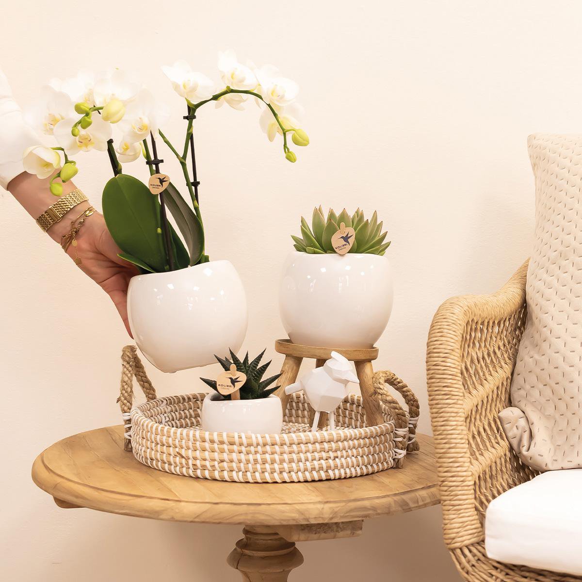 Witte Bowl bloempot voor orchidee – keramische sierpot Ø9 cm