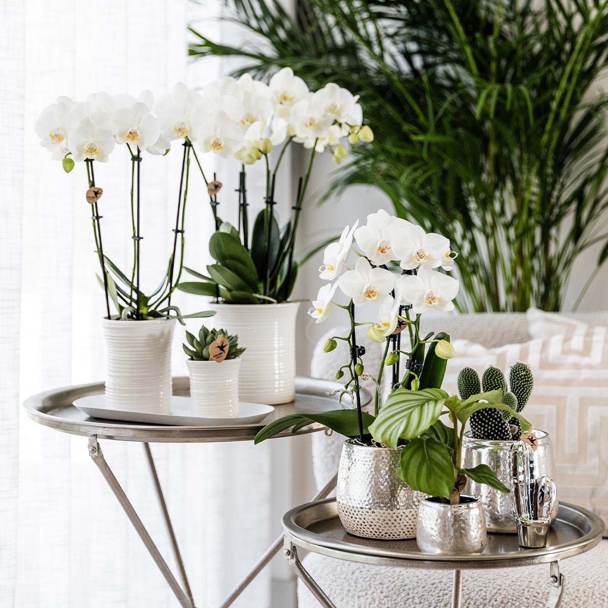 Zilveren Elite bloempot voor orchidee – keramische sierpot Ø9 cm
