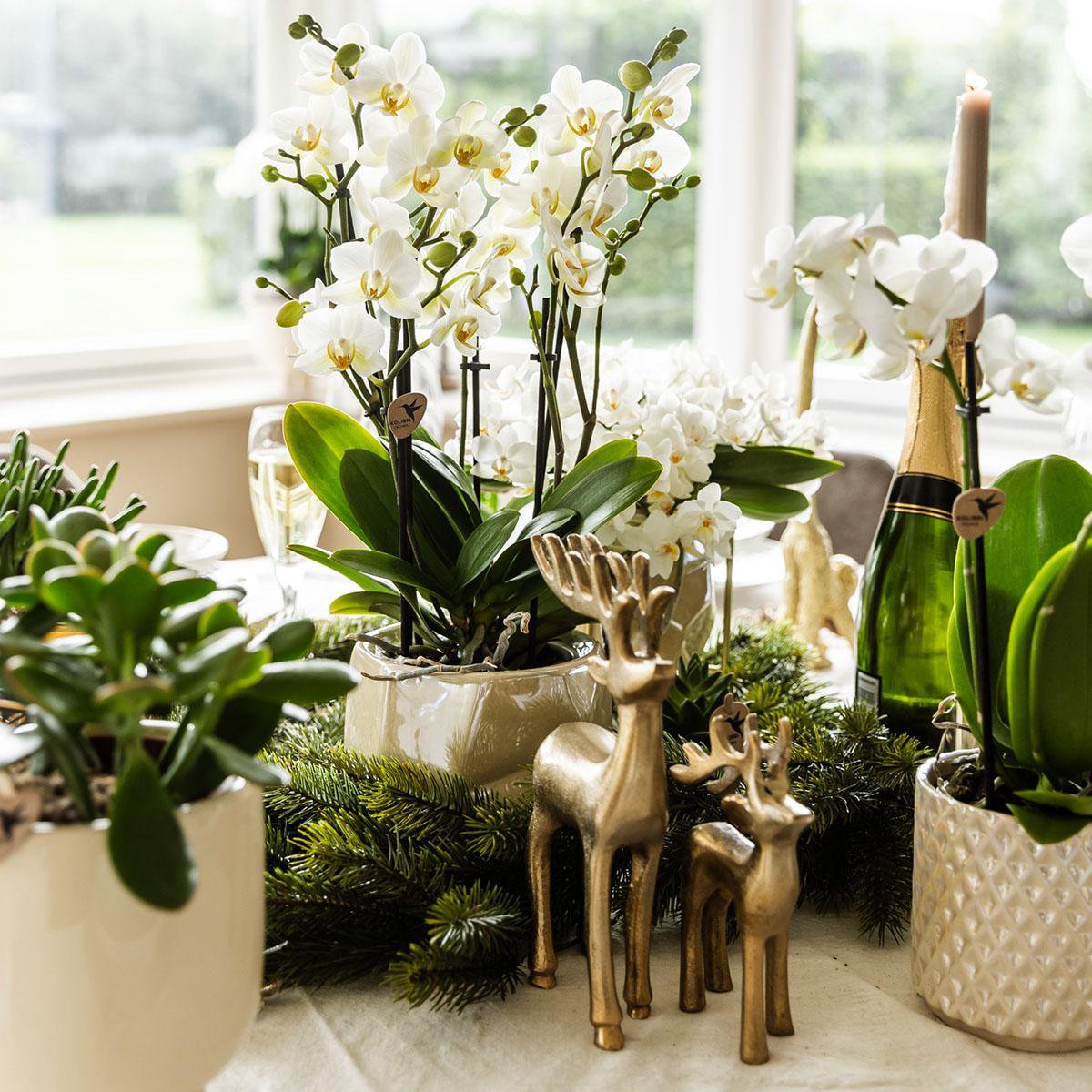 Travertine Diamond Pearl bloempot voor orchidee – keramische sierpot Ø9 cm