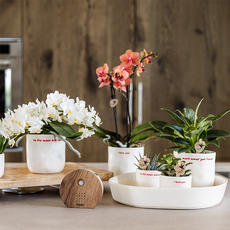 Witte To the Moon and Back bloempot voor orchidee – keramische sierpot Ø9 cm