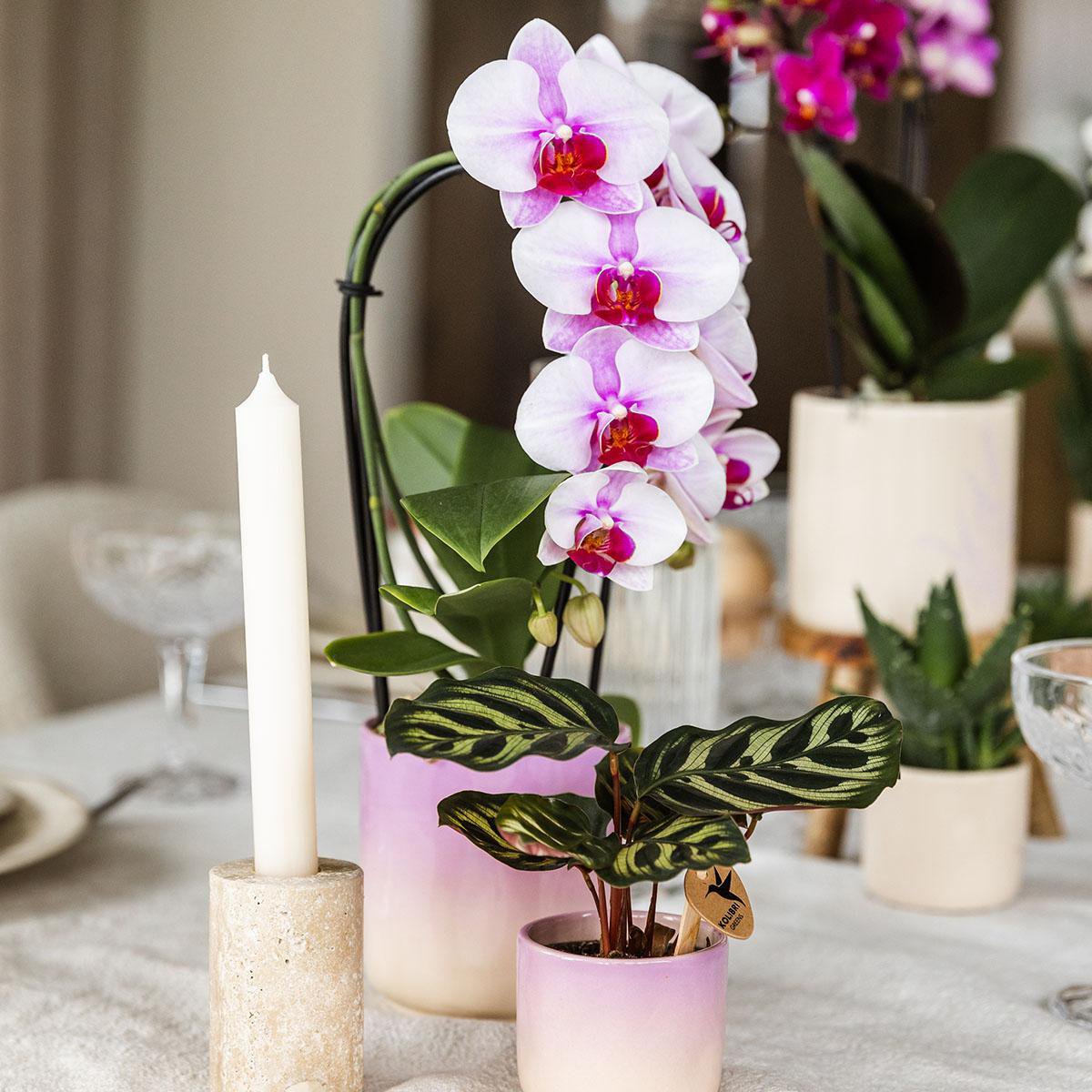 Paarse Gradience bloempot voor orchidee – keramische sierpot Ø9 cm