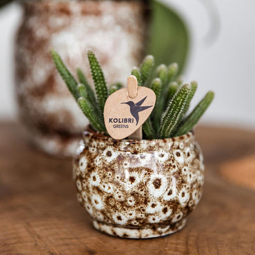 Safari bloempot voor orchidee – keramische sierpot Ø12 cm