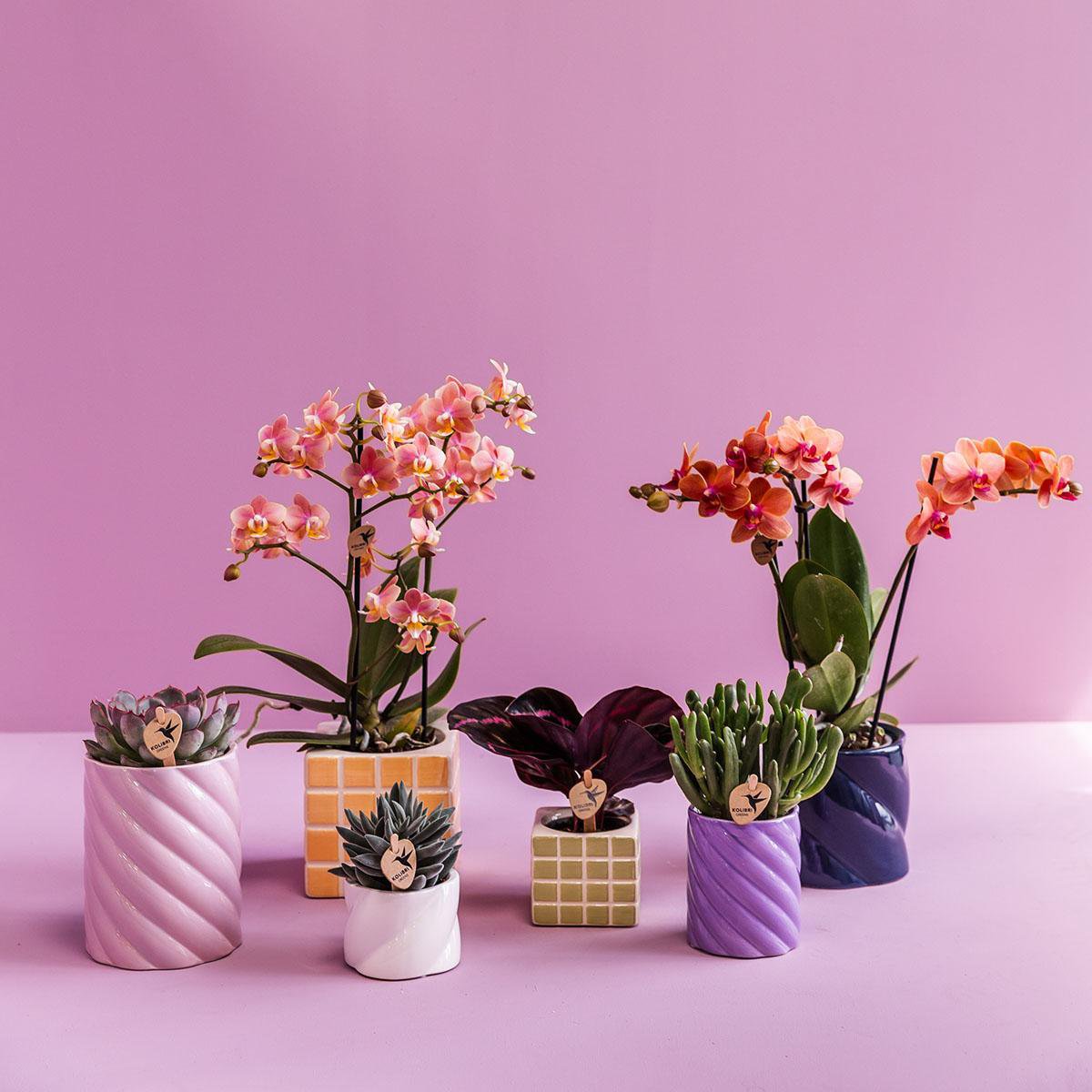 Roze Candy bloempot voor orchidee – hoge keramische sierpot Ø9 cm