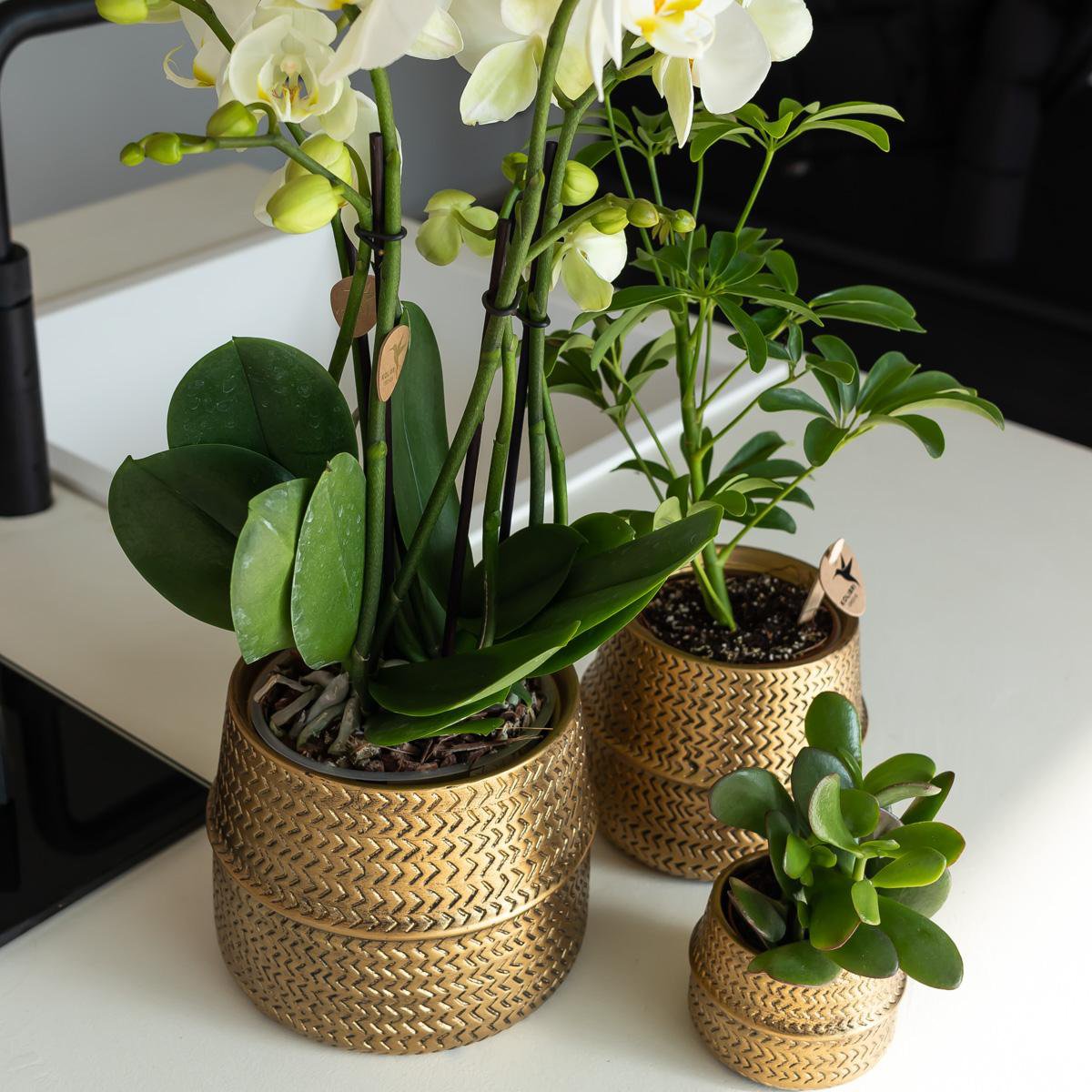 Gouden Groove bloempot voor orchidee – keramische sierpot Ø12 cm