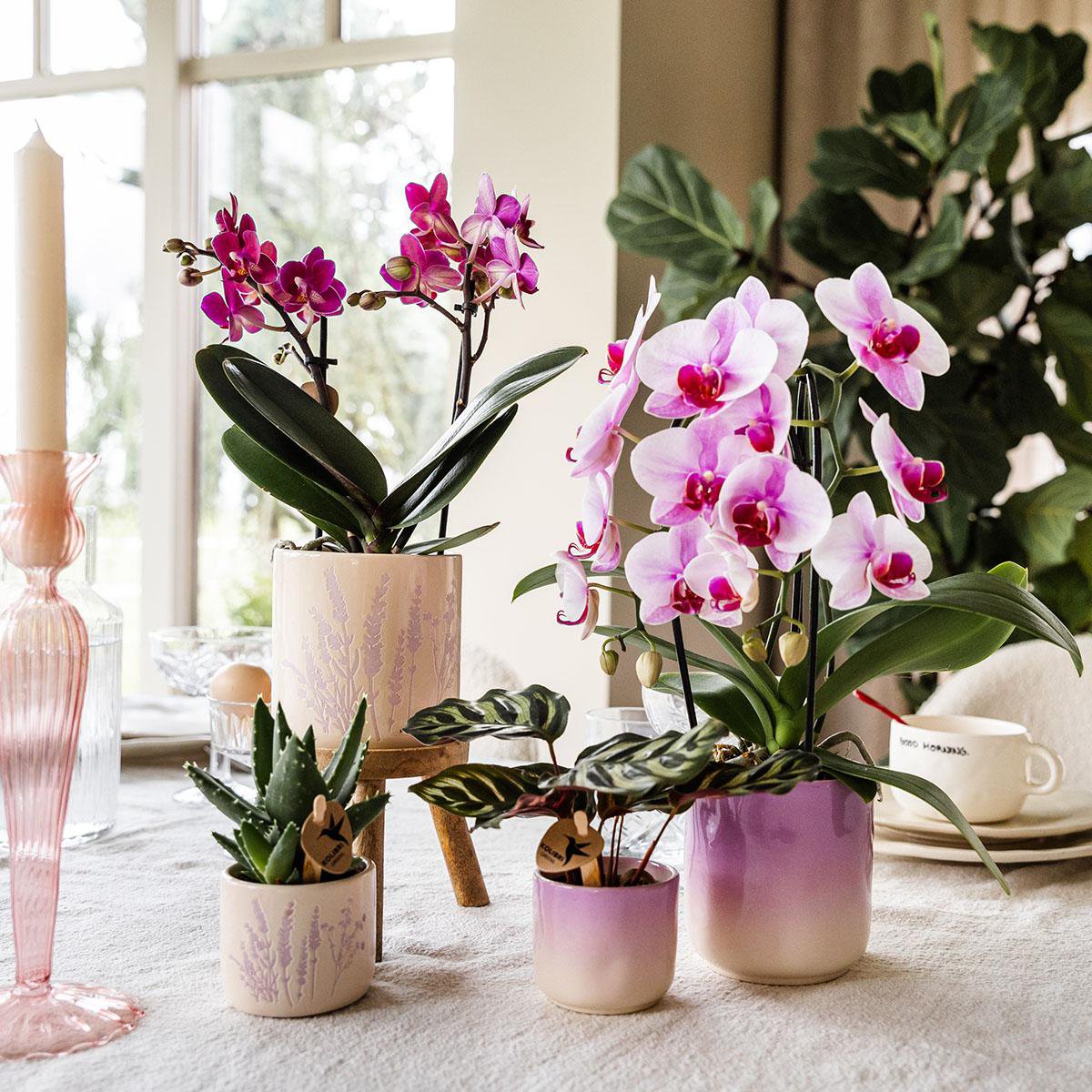Paarse Gradience bloempot voor orchidee – keramische sierpot Ø9 cm