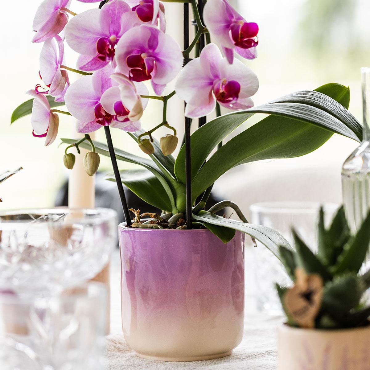 Paarse Gradience bloempot voor orchidee – keramische sierpot Ø9 cm