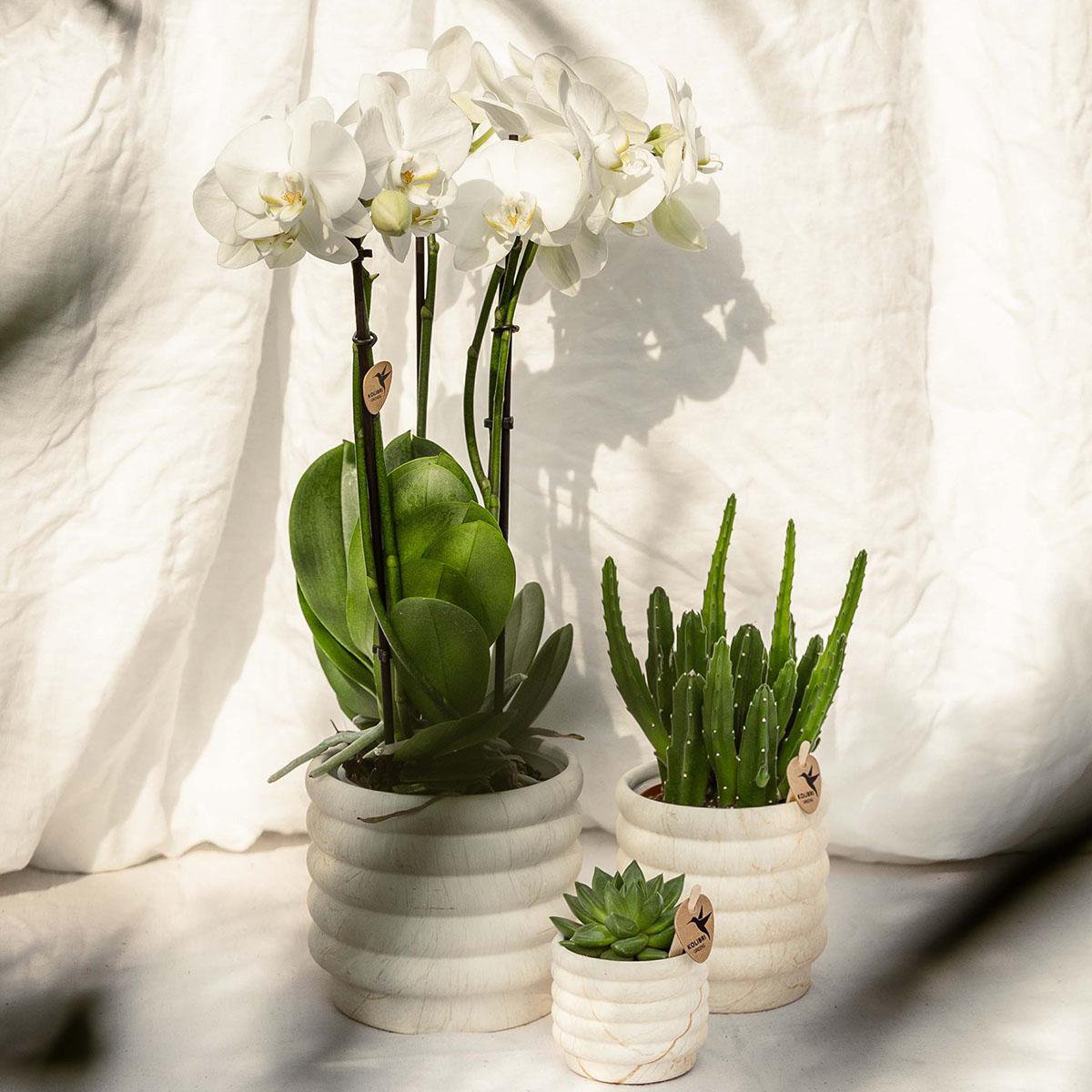 Marble Light bloempot voor orchidee – keramische sierpot Ø9 cm