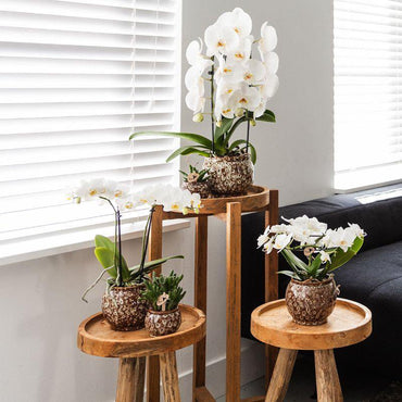 Safari bloempot voor orchidee – keramische sierpot Ø9 cm