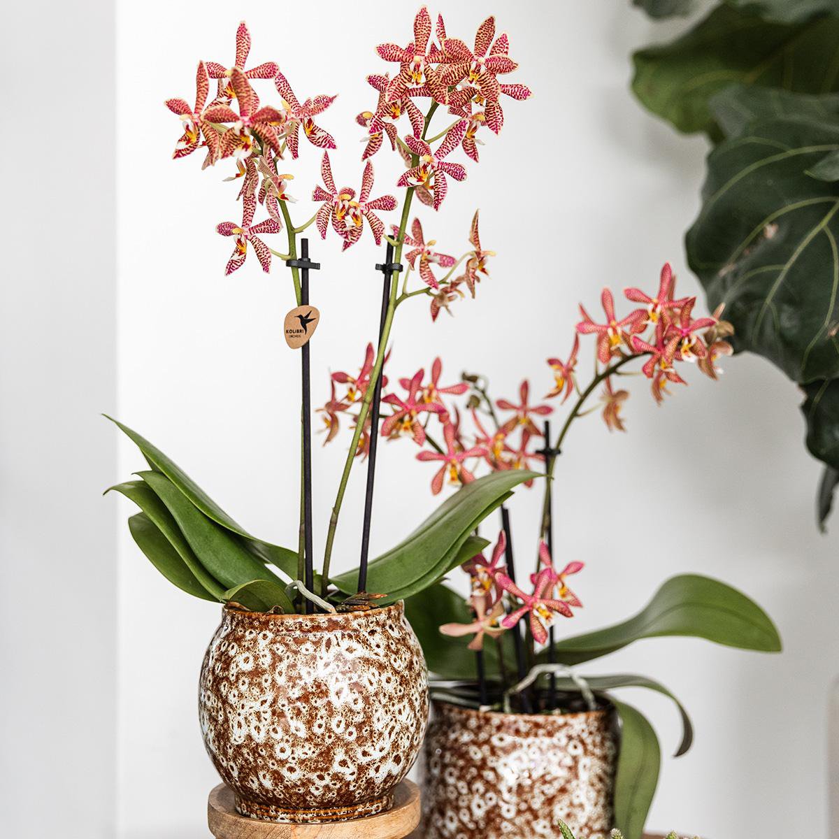 Safari bloempot voor orchidee – keramische sierpot Ø12 cm