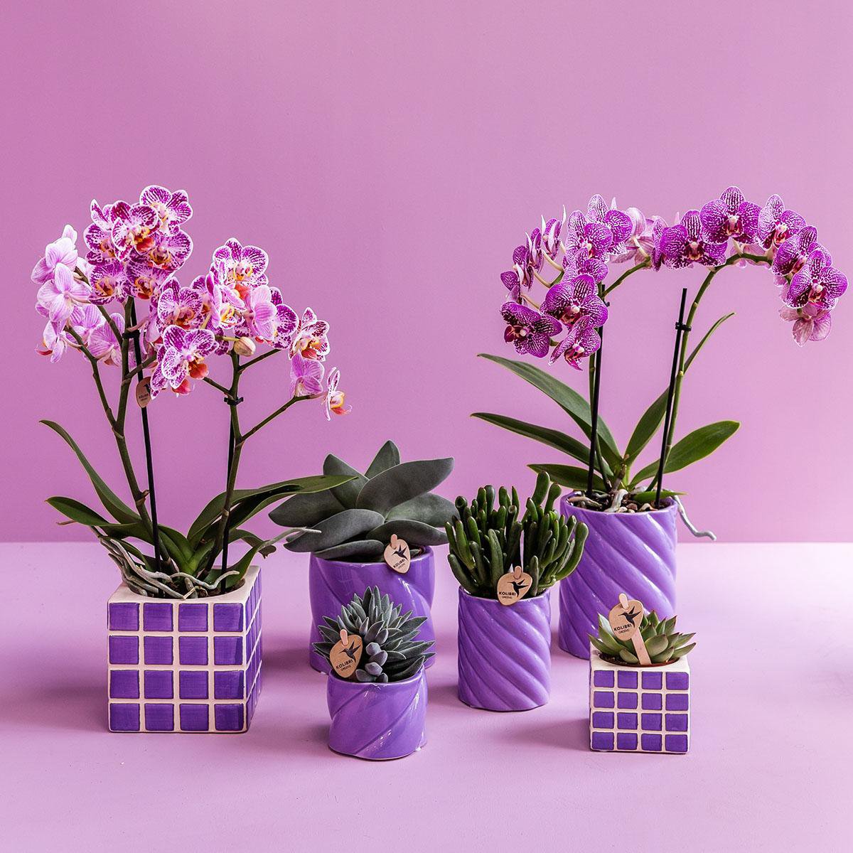 Lila Candy bloempot voor orchidee – keramische sierpot Ø9 cm