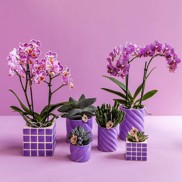 Lila Candy bloempot voor orchidee – keramische sierpot Ø9 cm