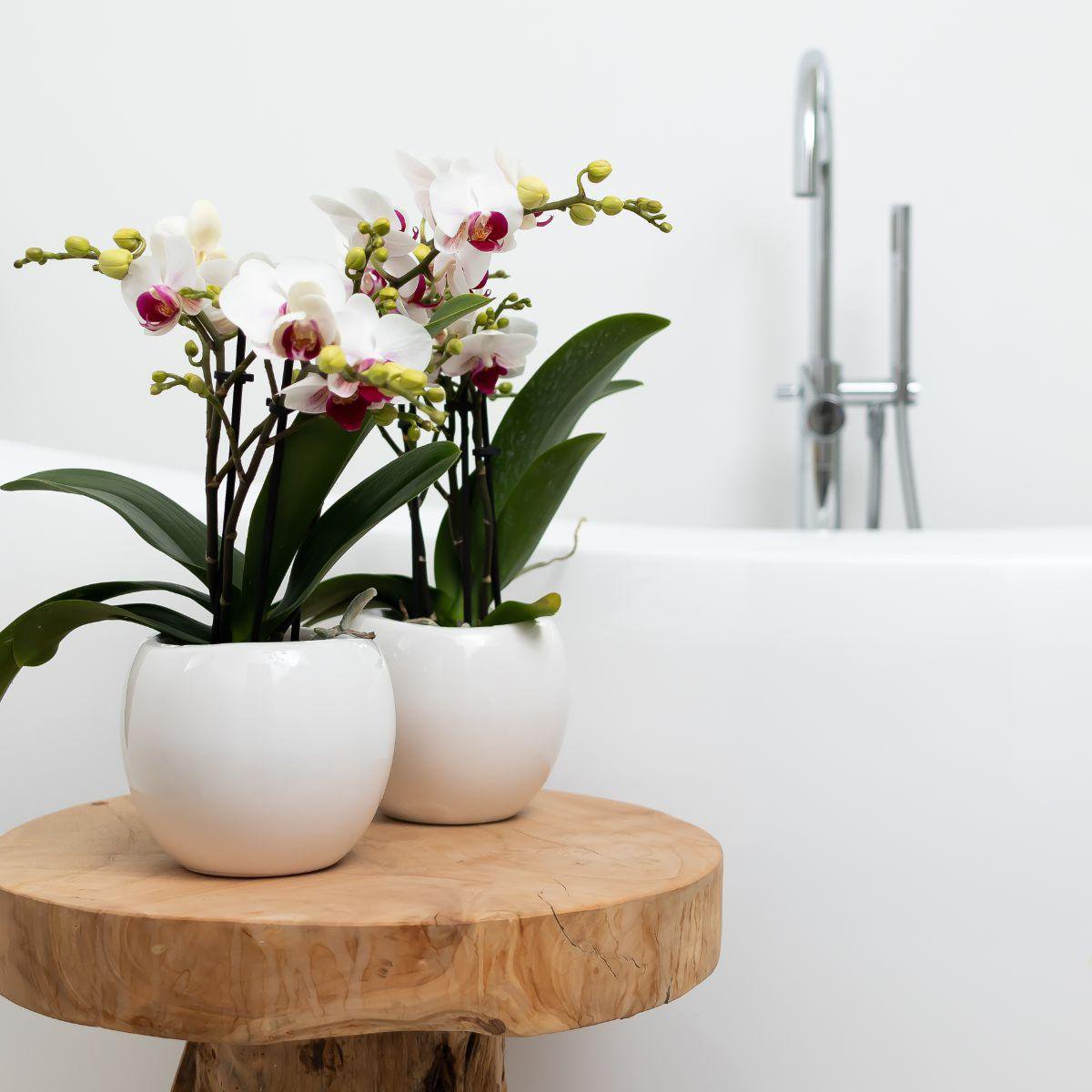 Witte Bowl bloempot voor orchidee – keramische sierpot Ø9 cm