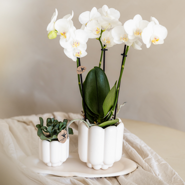 Witte Retro bloempot voor orchidee – keramische sierpot Ø9 cm