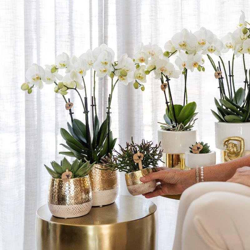 Gouden Elite bloempot voor orchidee – keramische sierpot Ø12 cm