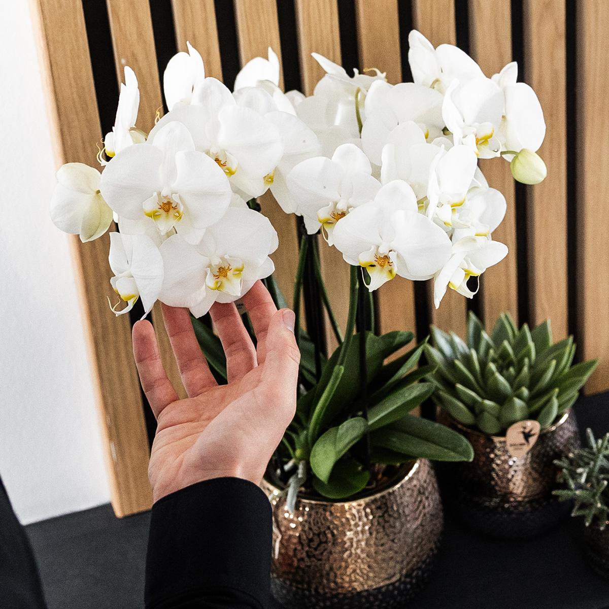 Koperen Elite bloempot voor orchidee – keramische sierpot Ø12 cm
