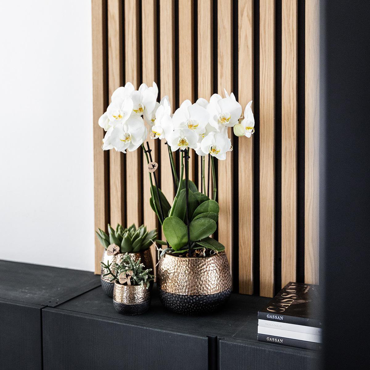 Koperen Elite bloempot voor orchidee – keramische sierpot Ø12 cm