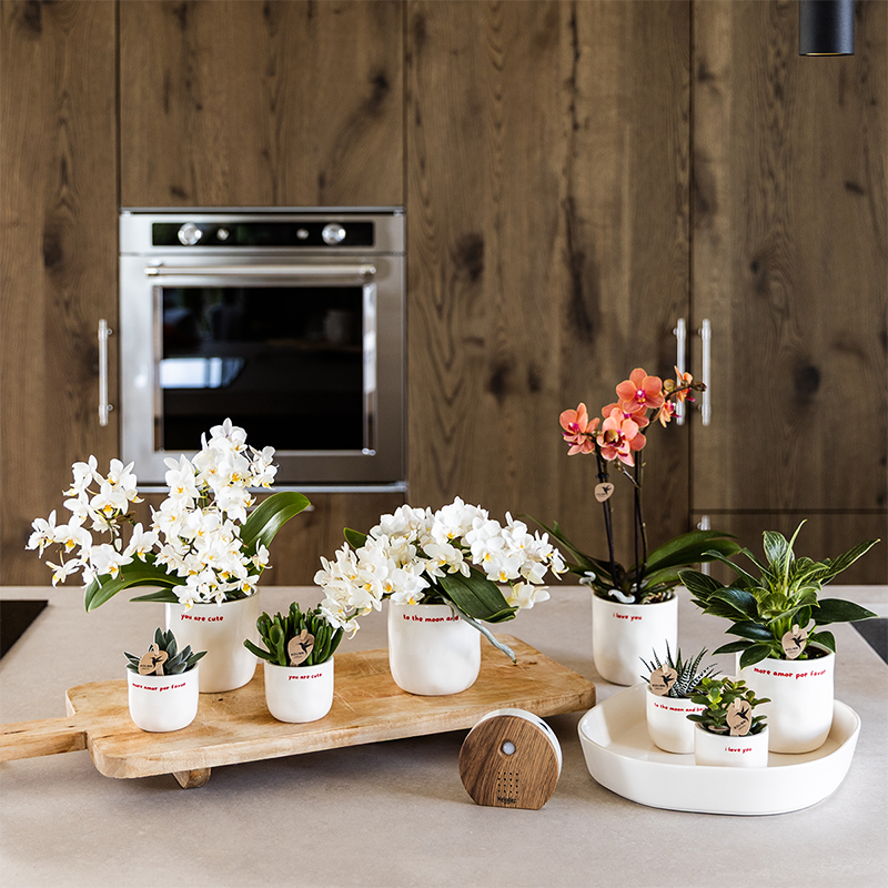 Witte To the Moon and Back bloempot voor orchidee – keramische sierpot Ø9 cm