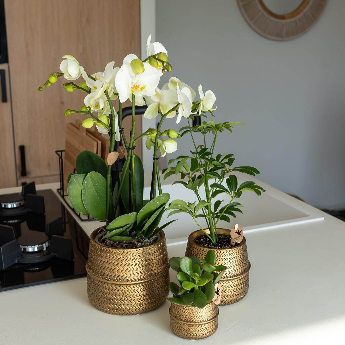 Gouden Groove bloempot voor orchidee – keramische sierpot Ø12 cm