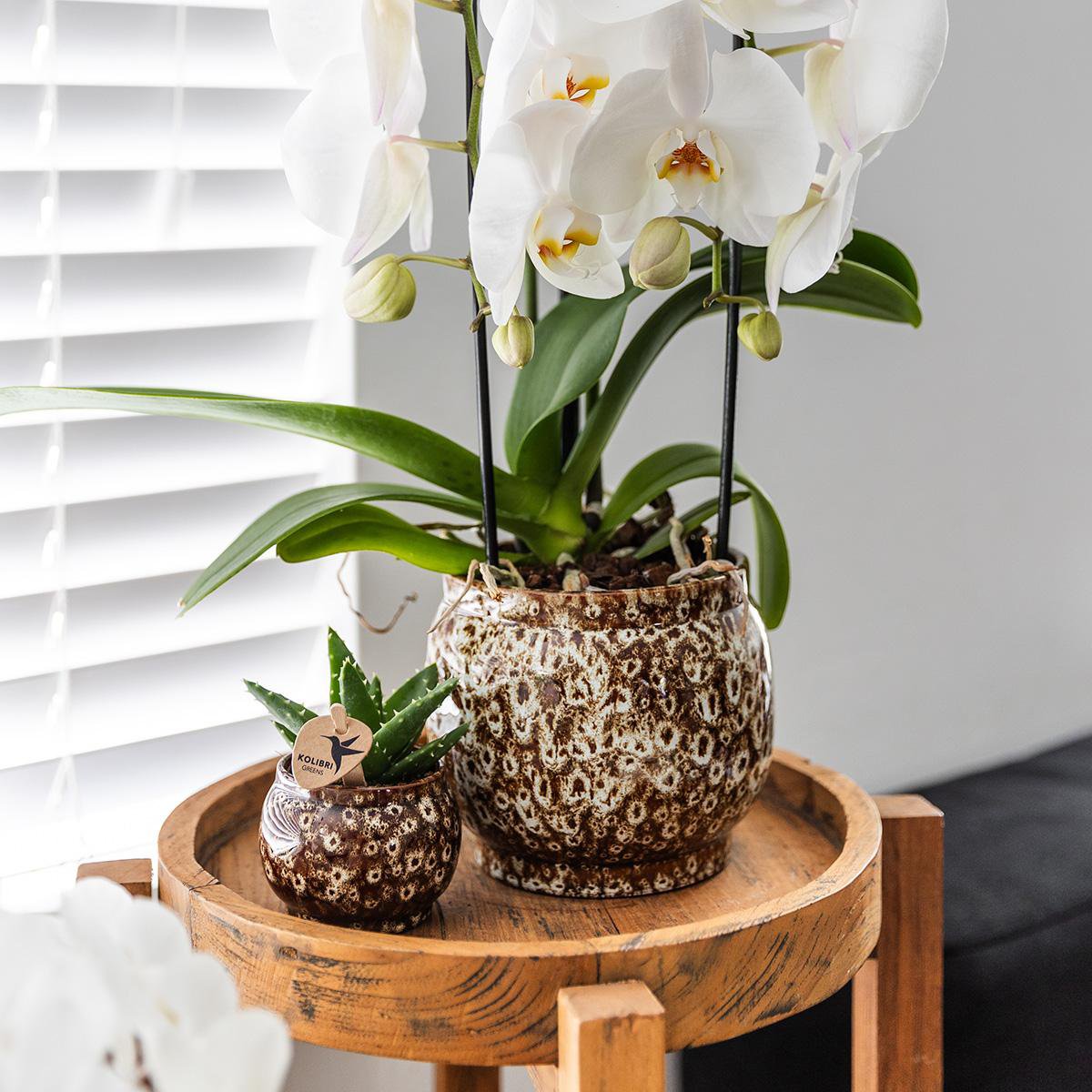 Safari bloempot voor orchidee – keramische sierpot Ø12 cm