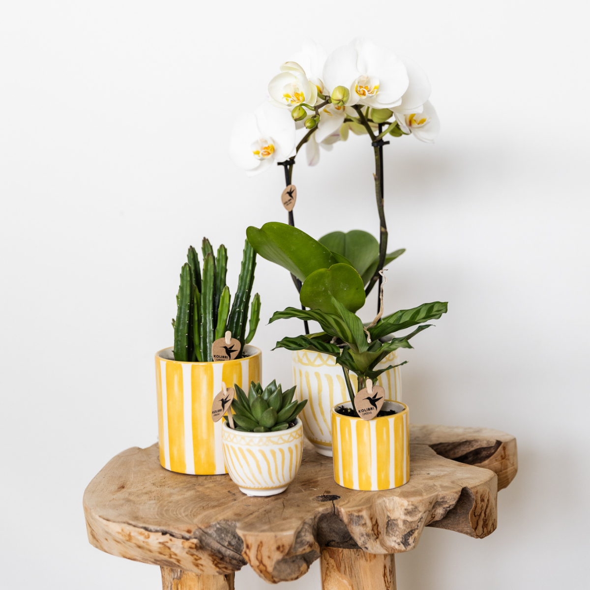 Gele Painted Stripe bloempot voor orchidee – keramische sierpot Ø9 cm