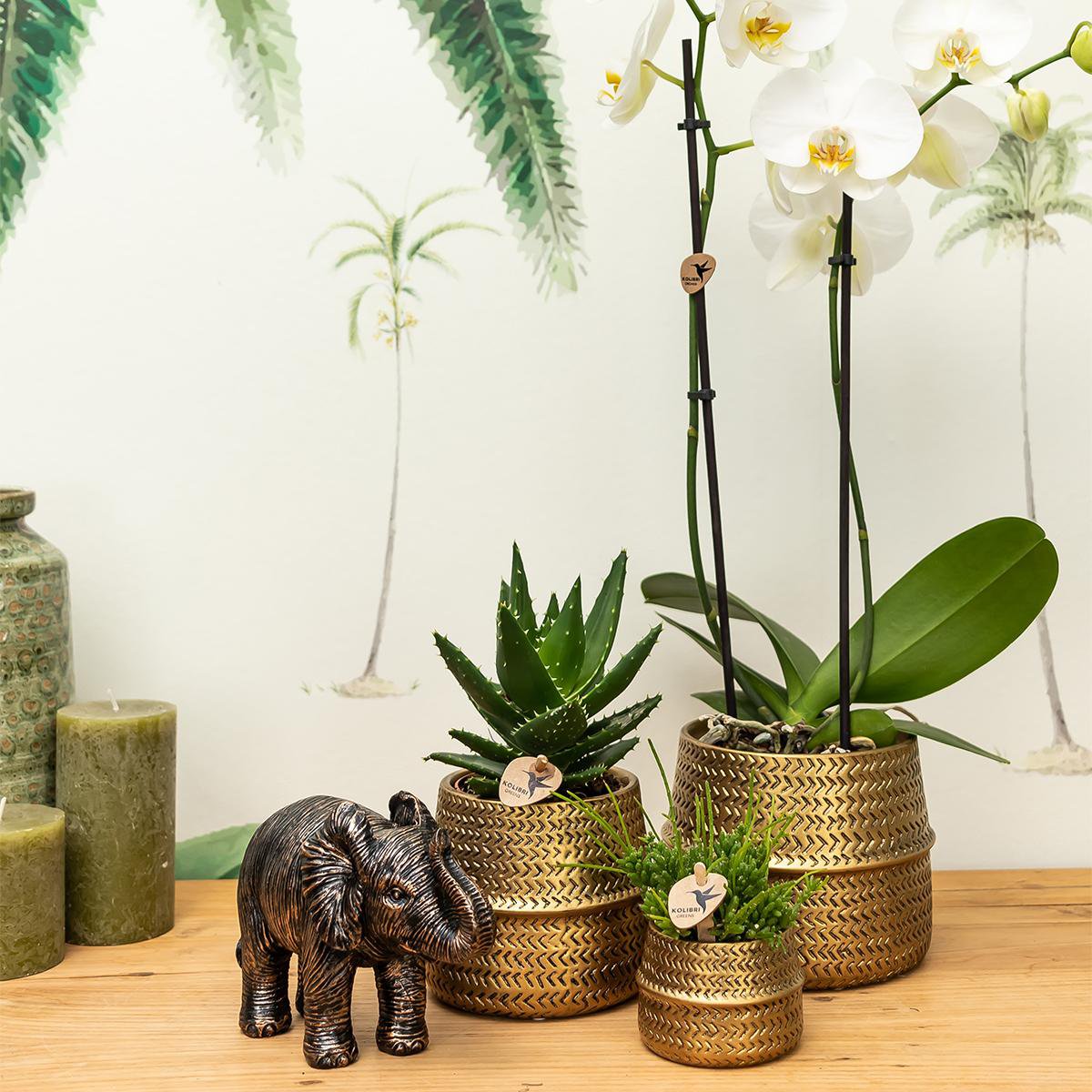 Gouden Groove bloempot voor orchidee – keramische sierpot Ø12 cm