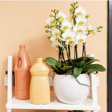 Witte Bowl bloempot voor orchidee – keramische sierpot Ø9 cm