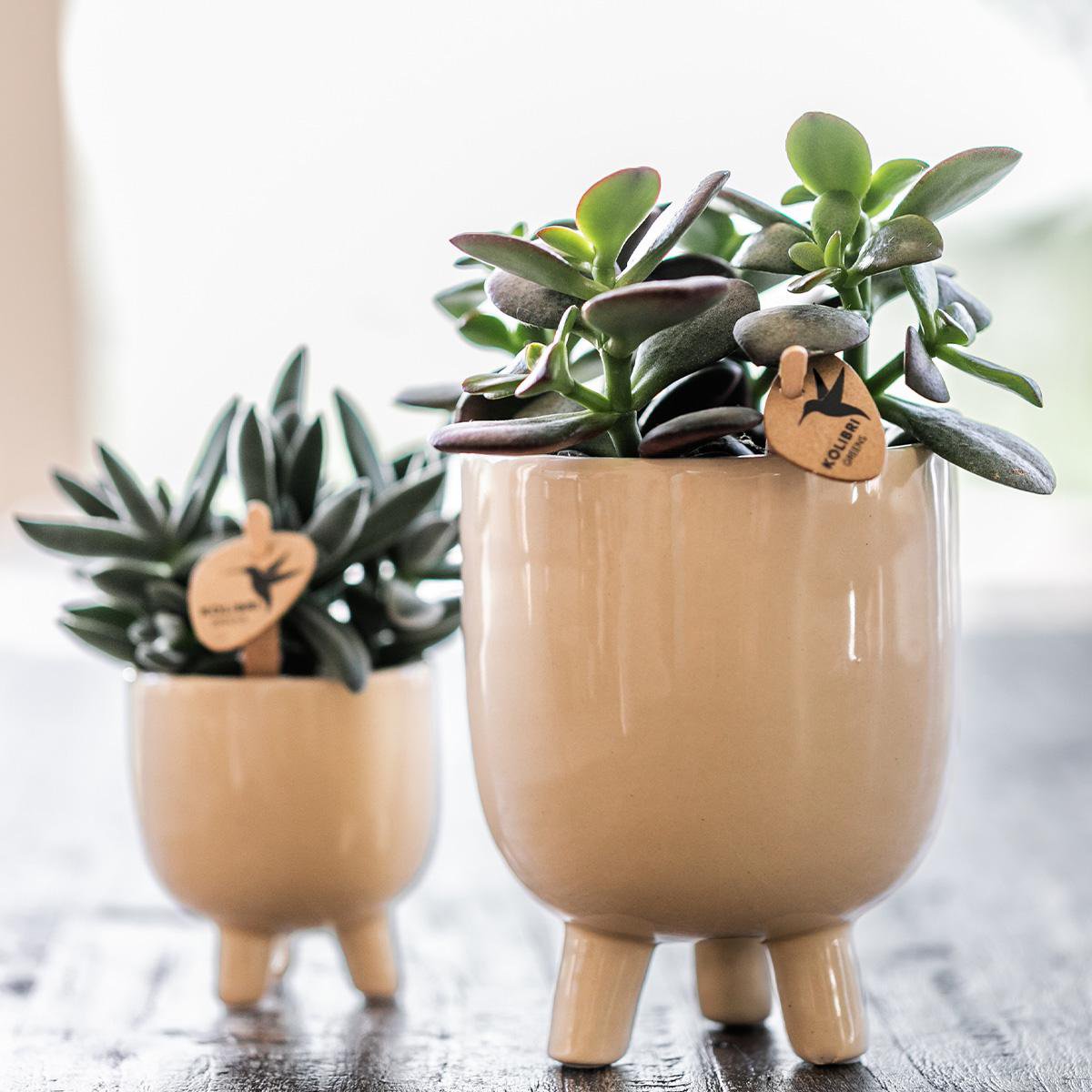 Travertine Gummy bloempot voor orchidee – keramische sierpot Ø9 cm