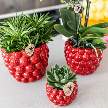 Rode Berry bloempot voor orchidee – keramische sierpot Ø12 cm