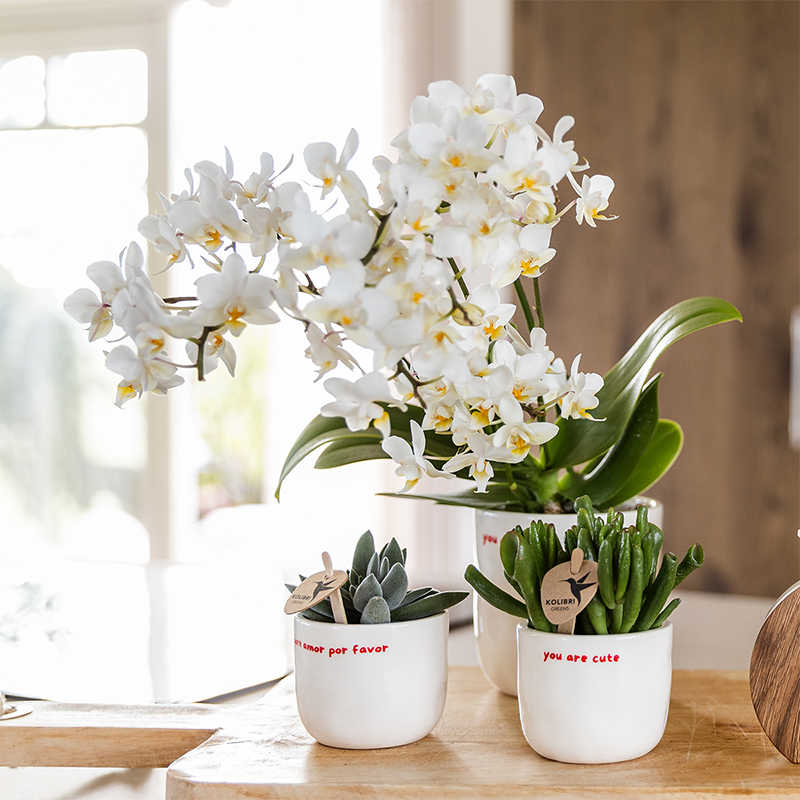 Witte To the Moon and Back bloempot voor orchidee – keramische sierpot Ø9 cm
