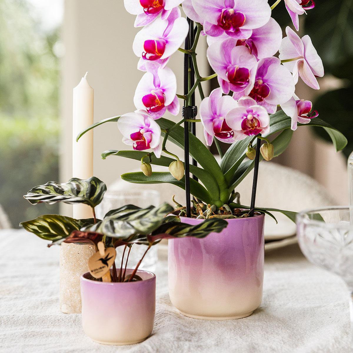 Paarse Gradience bloempot voor orchidee – keramische sierpot Ø9 cm