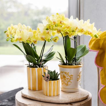 Gele Malaga bloempot voor orchidee – keramische sierpot Ø9 cm