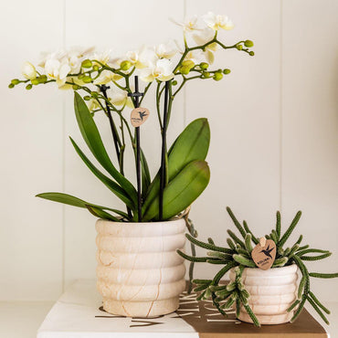 Marble Light bloempot voor orchidee – keramische sierpot Ø9 cm