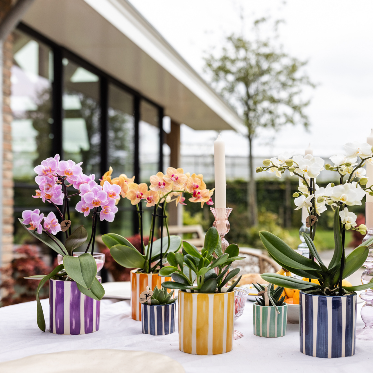 Lila Painted Stripe bloempot voor orchidee – keramische sierpot Ø9 cm